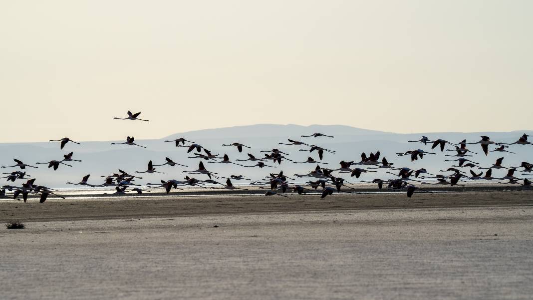 Tuz Gölü, 5 bin yavru flamingoya ev sahipliği yapıyor 5